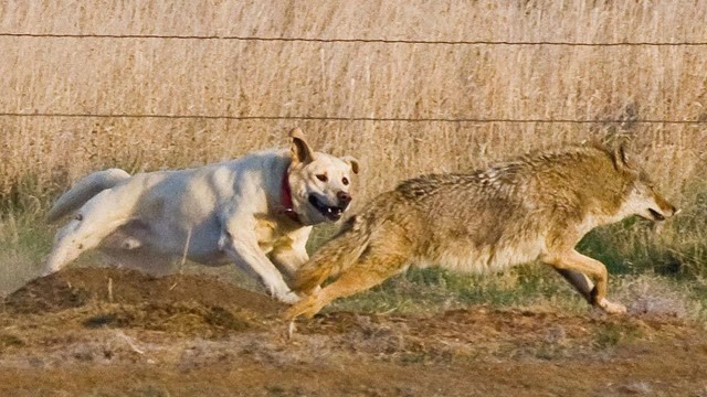 狗vs狼狗和狼为了争夺食物而战斗