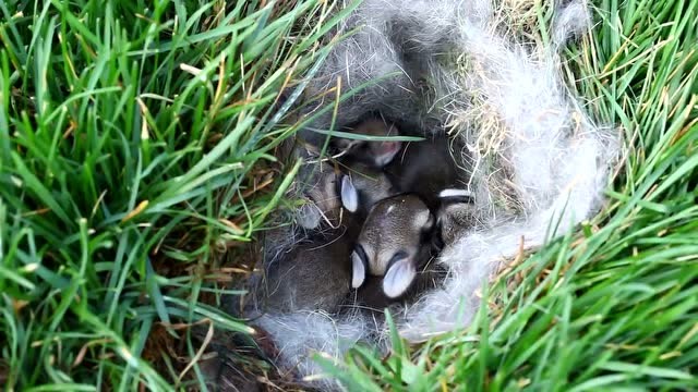 在野外发现一窝刚刚出生的兔宝宝,兔妈妈把小兔子藏的很严实