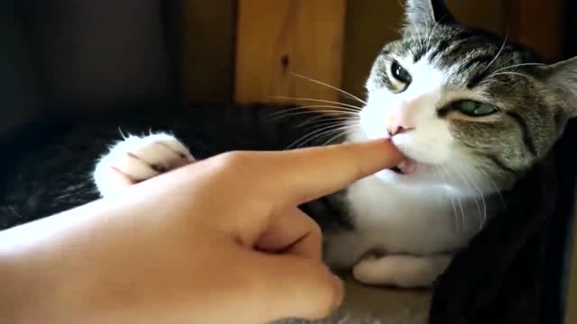 铲屎官胆子不小呀,居然让猫咪要你手指,你就真不怕它给你咬一口吗