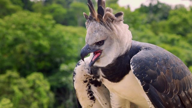 恐怖的食猴鹰,简直就是猴子们的噩梦,如此凶残