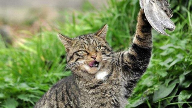 平日温顺的猫咪,捕猎时竟这么帅气!网友:我家猫怎么只会睡觉?