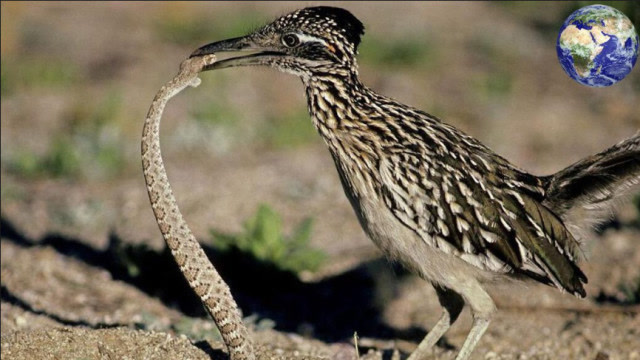 响尾蛇与走鹃对战,场面太震撼,镜头拍下让人意外的画面!