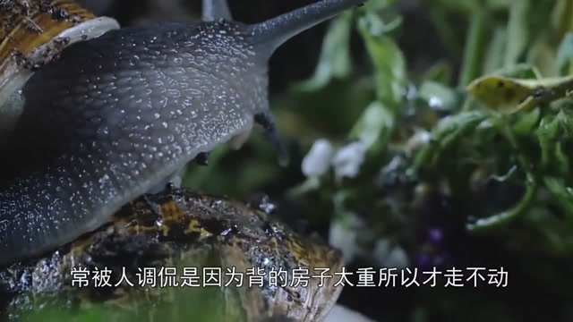男子让蜗牛爬过锋利的刀片,我瞪大眼睛看完了全过程!