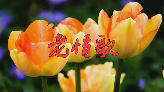 嗓音醇厚!童丽一首《老情歌》,唱出不一样的韵味