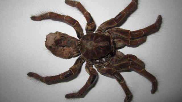 荣获世界吉尼斯纪录的巨人食鸟蛛,身形堪比人脸