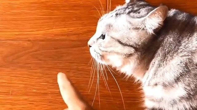 猫跟我吵架抬杠,我一句它一句,要成精了