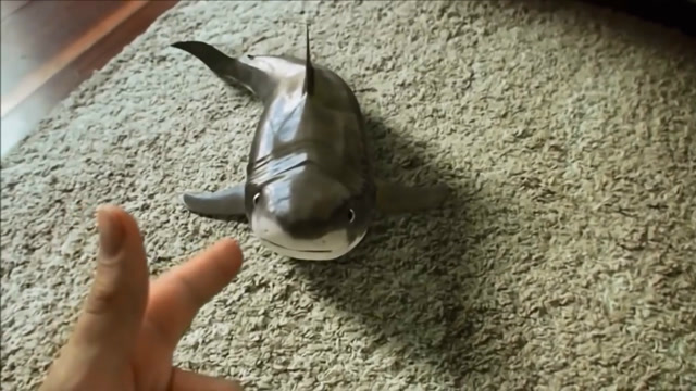 老外的新型宠物迷你小鲨鱼,会卖萌会打滚,你愿意养一只吗?