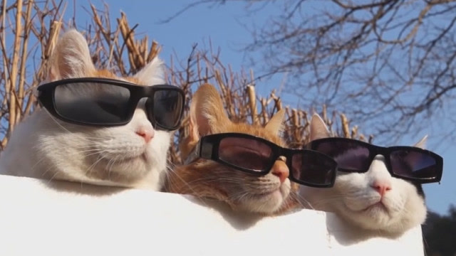 三只猫咪戴着墨镜趴着晒太阳,场面十分滑稽,真是没谁了