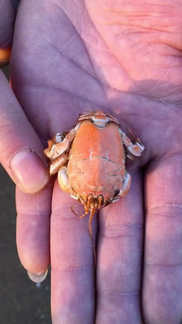 赶海遇见迷你海金蝉