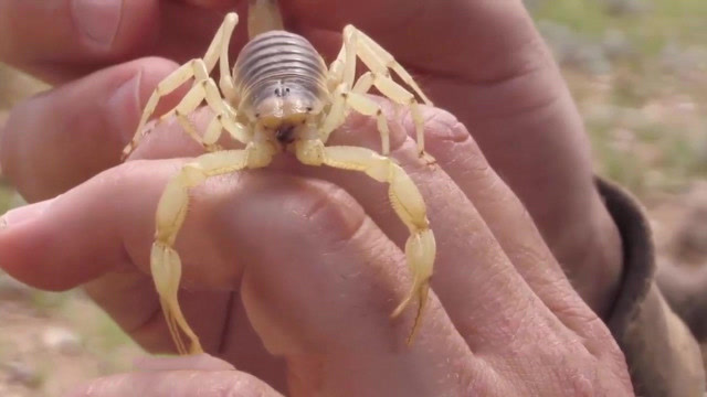 男子徒手抓蝎子,被蛰一下疼到浑身颤抖,可想而知毒刺的威力