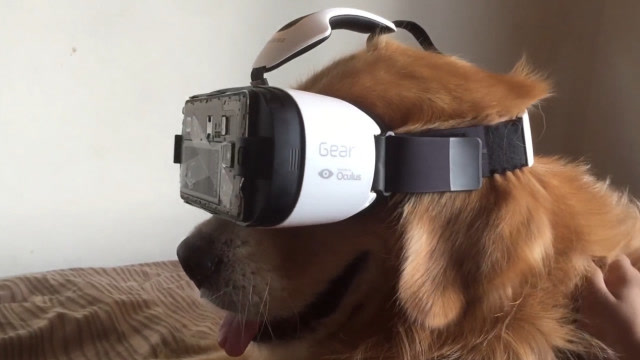 主人给狗狗戴vr眼镜,下一秒搞笑的画面上演了!汪:我是谁,我在哪?