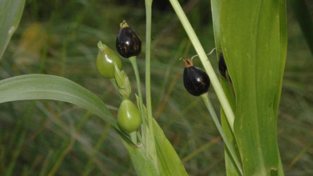 农村这种野草,俗称"来尿珠",其实它还有另一层身份,如今价值珍贵!