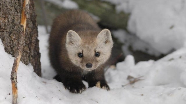 松貂:一把年纪了还戴个会变色的口水兜,羞不羞啊?