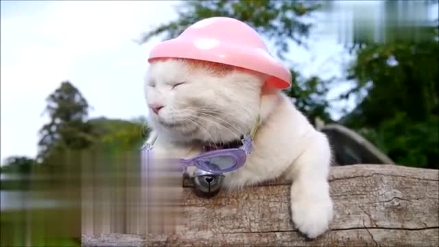 猫大叔戴着眼镜和蘑菇形状的帽子晒太阳,看上去好有型啊