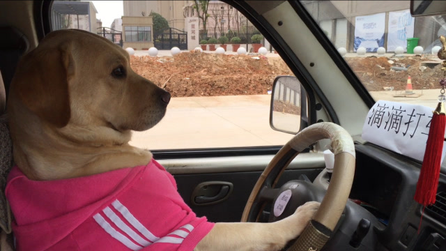 原以为狗狗开的是破面包车,到听到引擎声浪后,我的心快跳出来了