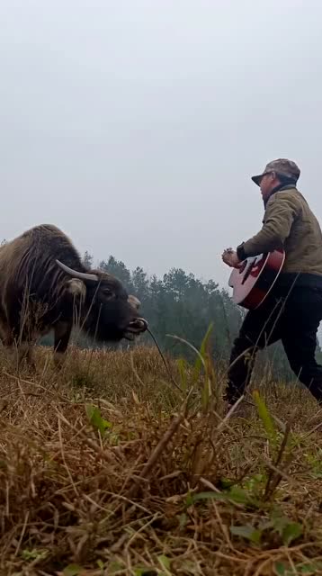 传说中的"对牛弹琴",网友:关键是这牛听的还那么认真!