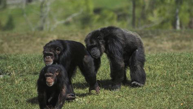 动物园一群猩猩上演集体大逃亡 用树枝当梯子 这一幕被游客拍下