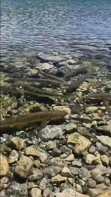 西藏三大神湖之一海拔高达4700米荣幸的是这次看到鱼了