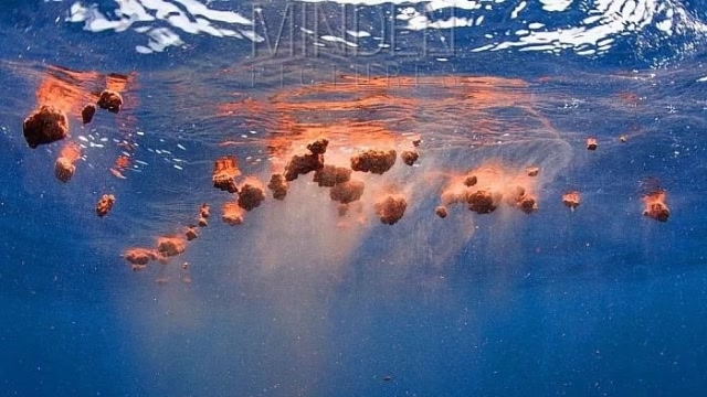 抹香鲸的粪便,为什么被称为"海中黄金"?网友:商机来了不能错过!