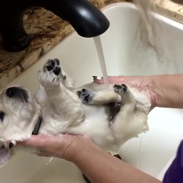 给小狗狗洗澡