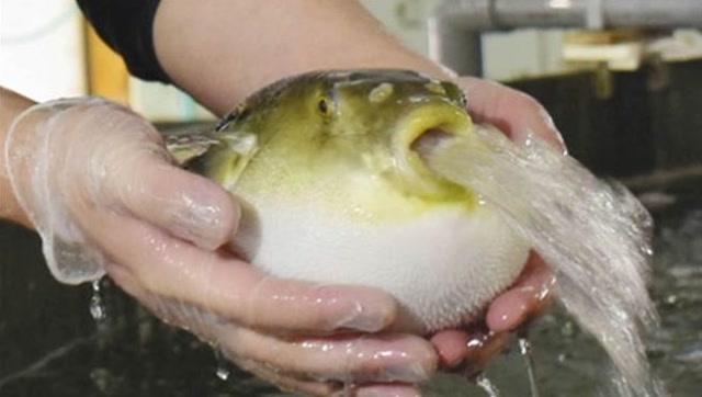 魔性"河豚吐水照"太吸睛 网友嗨翻掀起恶搞浪潮