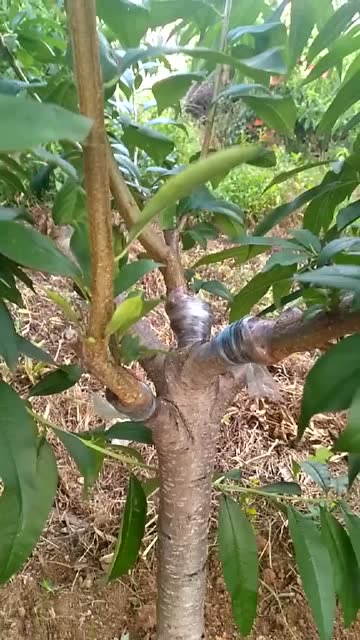 这些你见过吗,大红袍李子嫁接到桃树上,来年就能够开花结果!