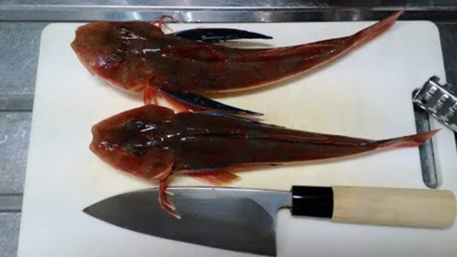 红蟹鱼别在做汤了,看一级大厨处理极品红蟹鱼,做成刺身美味极了