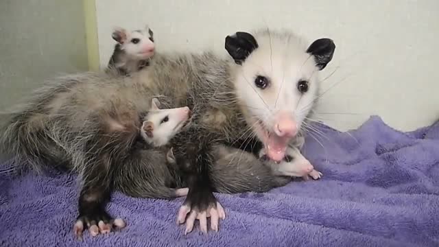 负鼠妈妈保护孩子,处于高度警惕,刚要靠近就发出警告