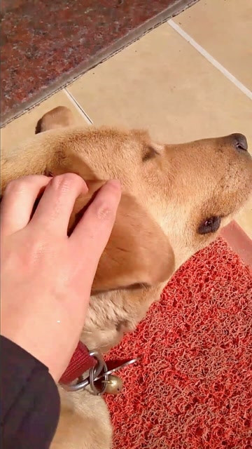 澶ц虫湹鍏斿厰鍚楋紵杩欐牱鐨勭嫍鐙椾綘浠枩娆㈠悧