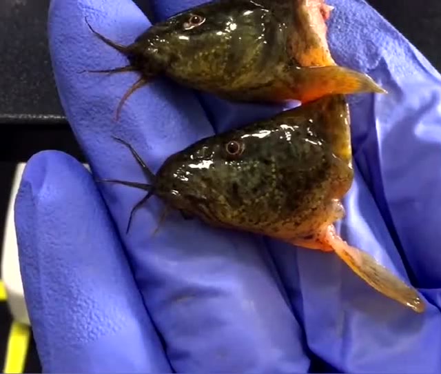 把泥鳅头拿到显微镜下,放大后看到这一幕,再也不敢乱吃了!