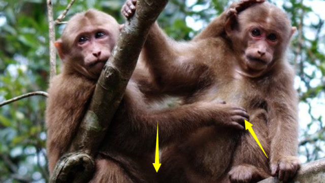猴子雌雄分辨图片图片