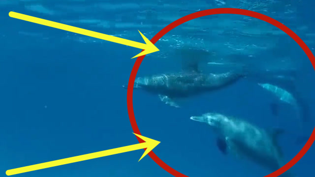 为什么鲨鱼不敢招惹海豚,看完后,恍然大悟!