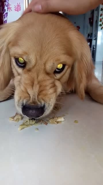 金毛呲牙护食,主人越摸它越变本加厉,这狗还能养吗?