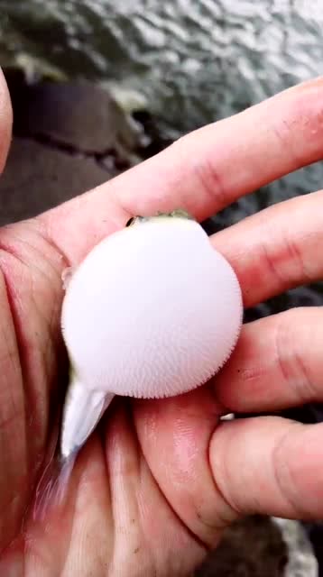 小小的鱼放手心里用手指一碰瞬间就变大了有谁知道这是什么鱼