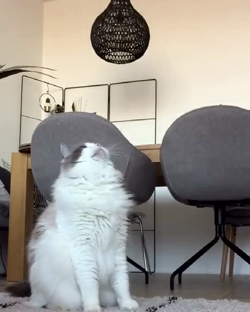 猫咪眼神直勾勾的盯着上方!突然还站了起来!这肯定是想吃了!