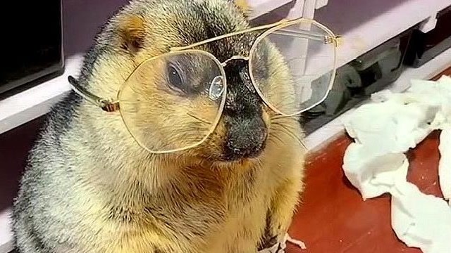 家里的土拨鼠板牙,这是又破纪录了,一个小时偷了24卷纸!