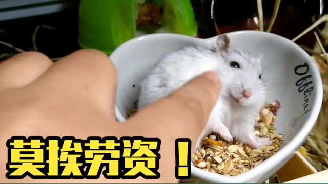 主人在被咬的边缘疯狂撸鼠,仓鼠吃下了屈辱的一餐