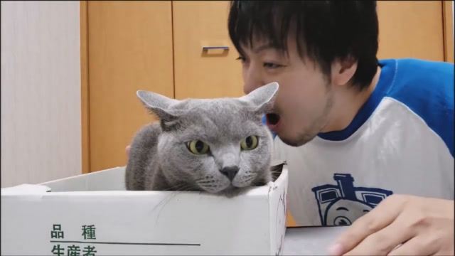 日本大叔过36岁生日,对着猫唱生日快乐歌,结果猫太不给面子吧