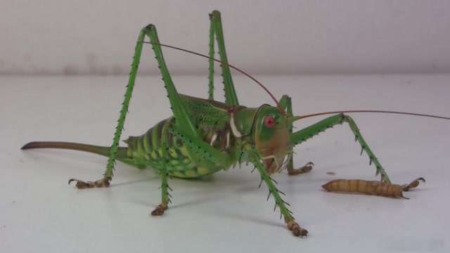 旱地蝈蝈,外号红眼魔鬼,杂食善跳,脚能附着在任何东西上