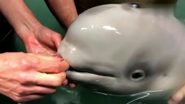 白鲸宝宝正在喝奶,样子太可爱了,网友:想养一只