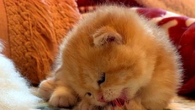 小奶猫趴着趴着就"睡着"了,它萌萌的样子好可爱,想带回家!