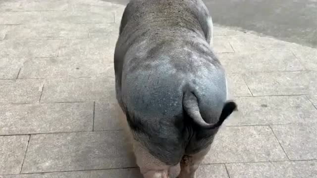 猪走路真逗一扭一扭的好有节奏感网友这才叫六亲不认步伐