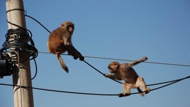 猴子一秒三棒图片