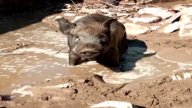 野猪王泡澡太消魂,这泥巴浴泡完,犹如穿了身战袍刀枪不入