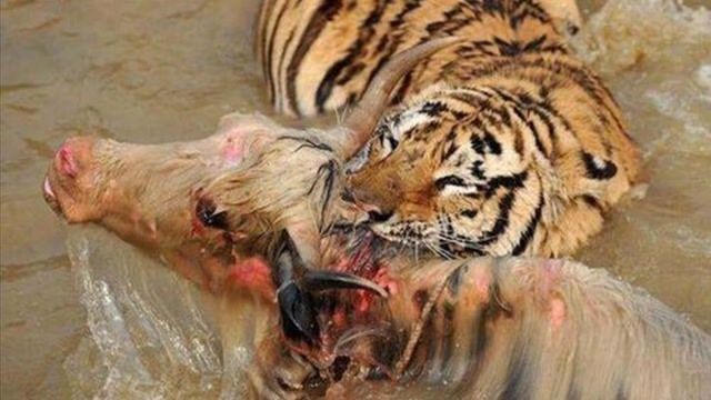 中国东北虎养殖基地,采取活体投喂方式,一头牛瞬间被分吃