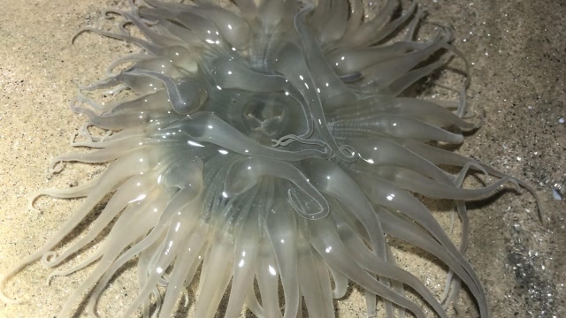 听赶海老人说,肉球状生物"海中太岁"价格非常贵,二哥抓满一桶