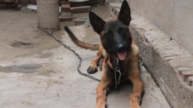 小伙550块买的45天小红马犬,现在6个月,给它放风看看咋样