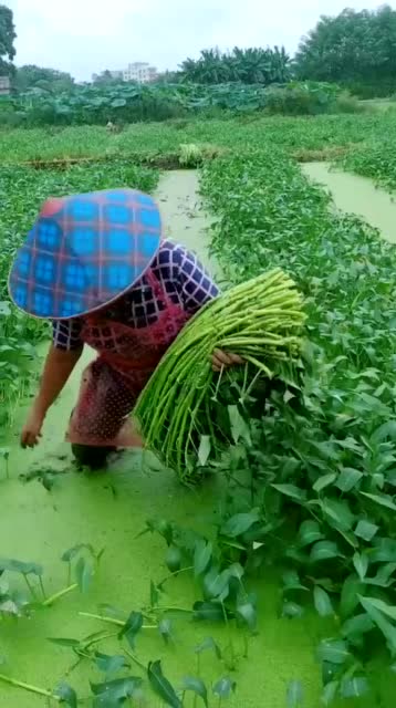 空心菜,水里长的更好吃