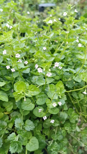 科西嘉薄荷唇形科薄荷属芳香植物垂吊绿植
