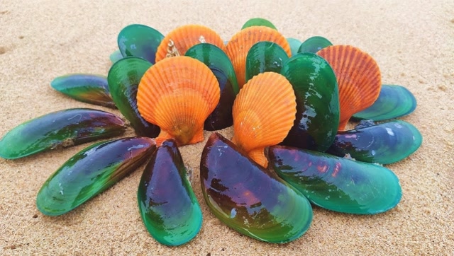 大姐赶海意外发现好多七彩扇贝,打开收获罕见大珍珠,运气真是爆棚!